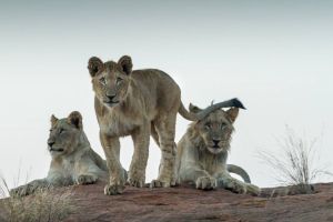 d   animals   ritsako game lodge  
