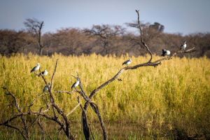 d   animals   ritsako game lodge  