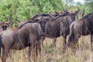 d   animals   ritsako game lodge  