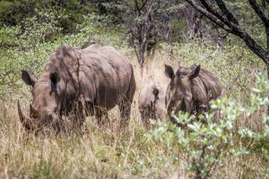 d   animals   ritsako game lodge  