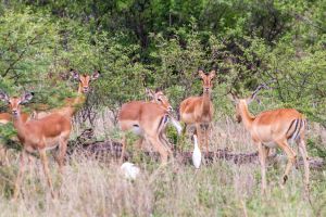 d   animals   ritsako game lodge  